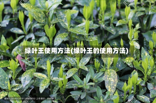绿叶王使用方法(绿叶王的使用方法)-第3张图片